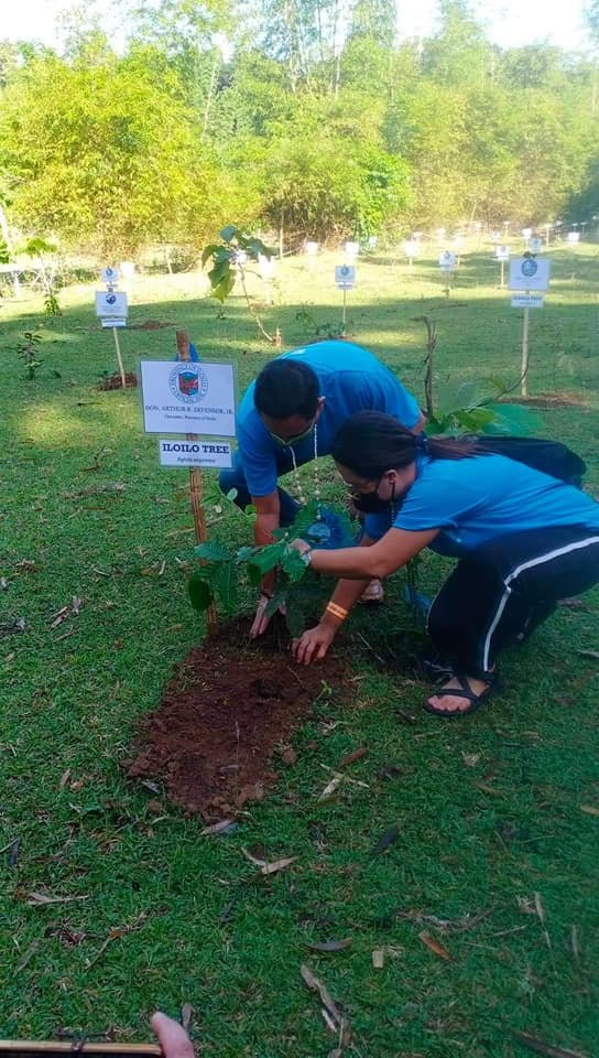 Tree Growing Activity